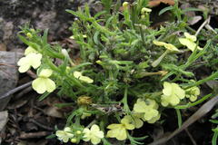 Striga asiatica